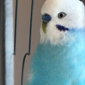 Meet your Posher, Ally